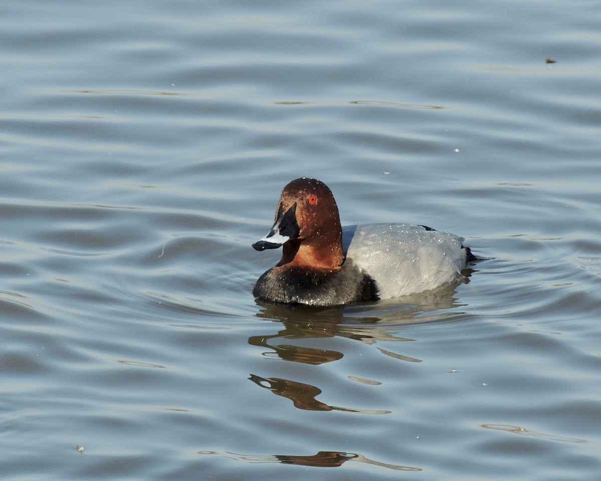 Common Pochard - Sam Shaw