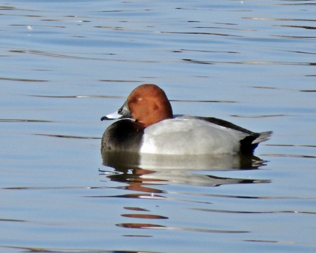 Common Pochard - Sam Shaw