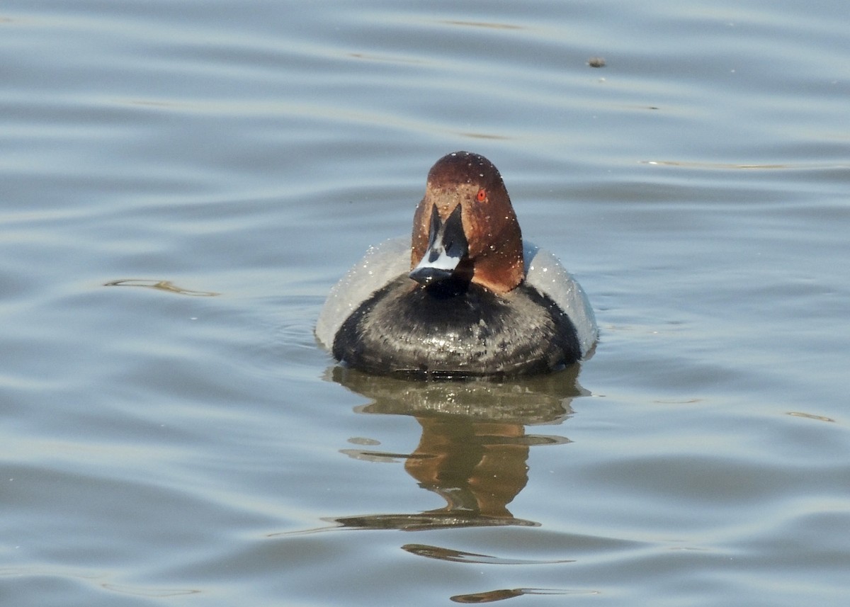 Common Pochard - Sam Shaw