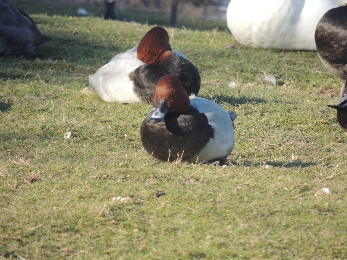 Common Pochard - Sam Shaw