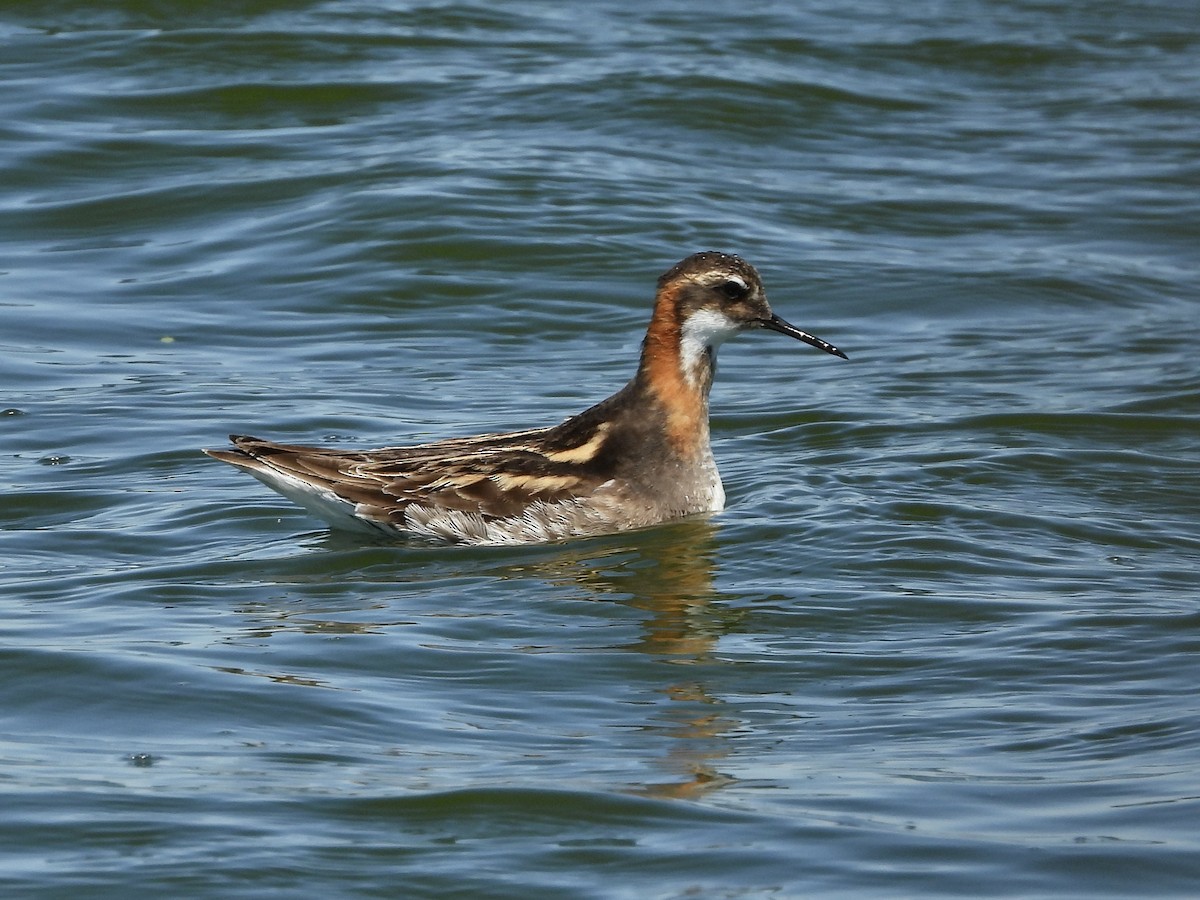 Phalarope à bec étroit - ML455166241