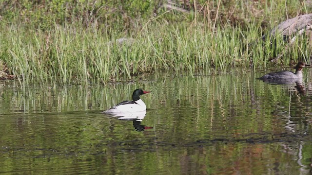 Common Merganser - ML455168991