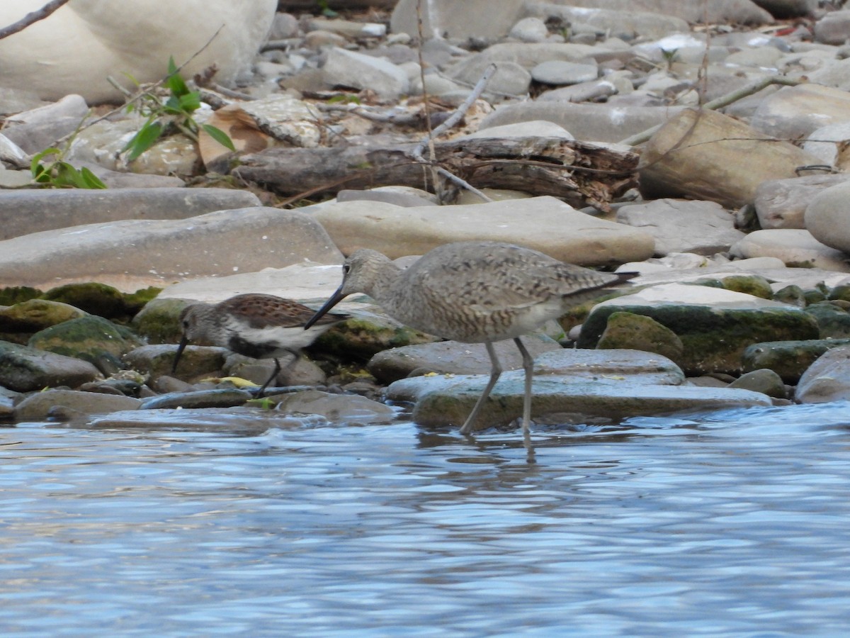 Willet - ML455169061