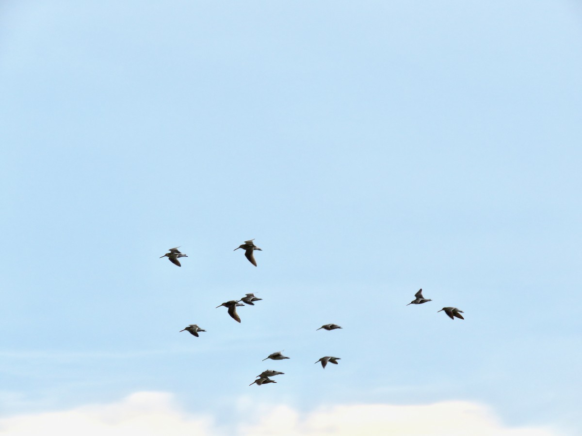 Short-billed Dowitcher - ML455169581