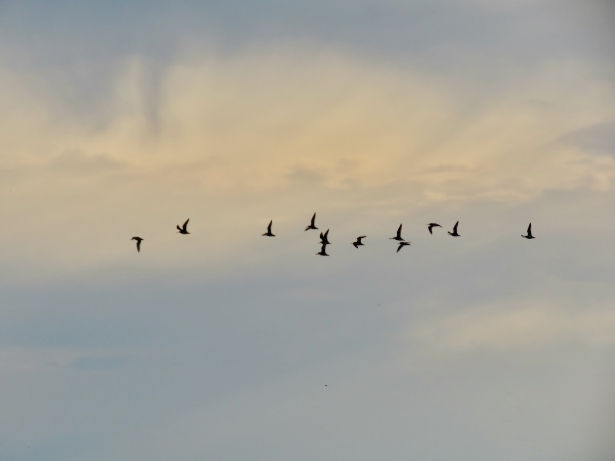 kortnebbekkasinsnipe - ML455169601