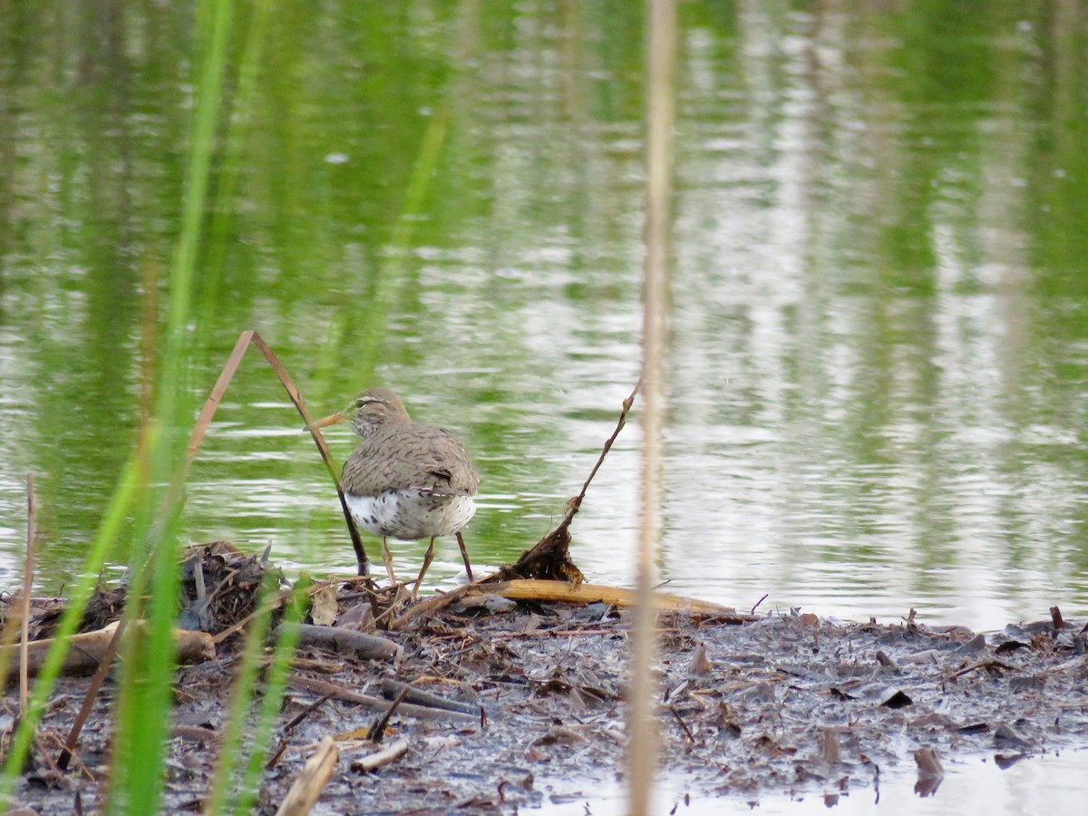 Spotted Sandpiper - ML455169621