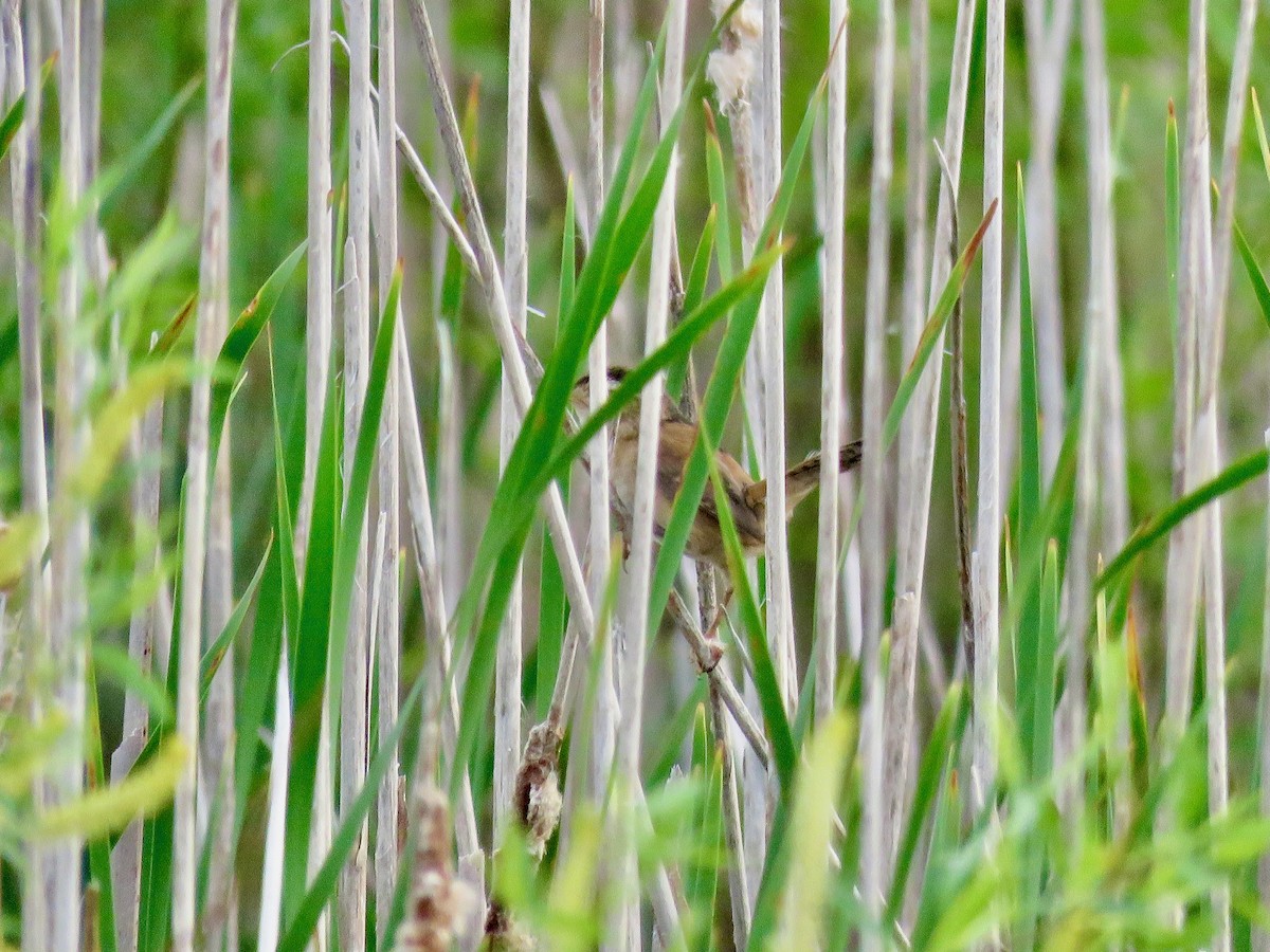 Marsh Wren - ML455169641