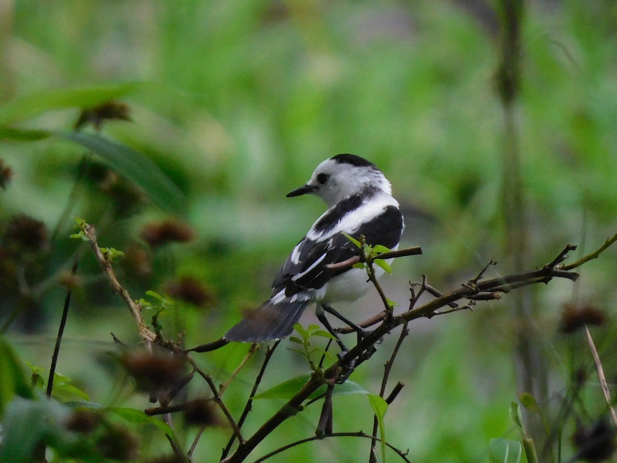 Pied Water-Tyrant - ML455172321