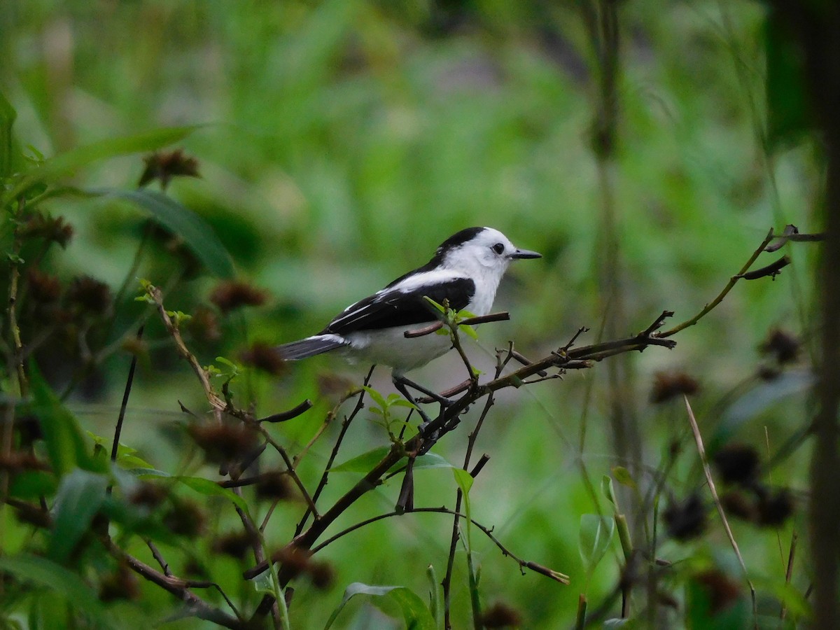 Pied Water-Tyrant - ML455172331