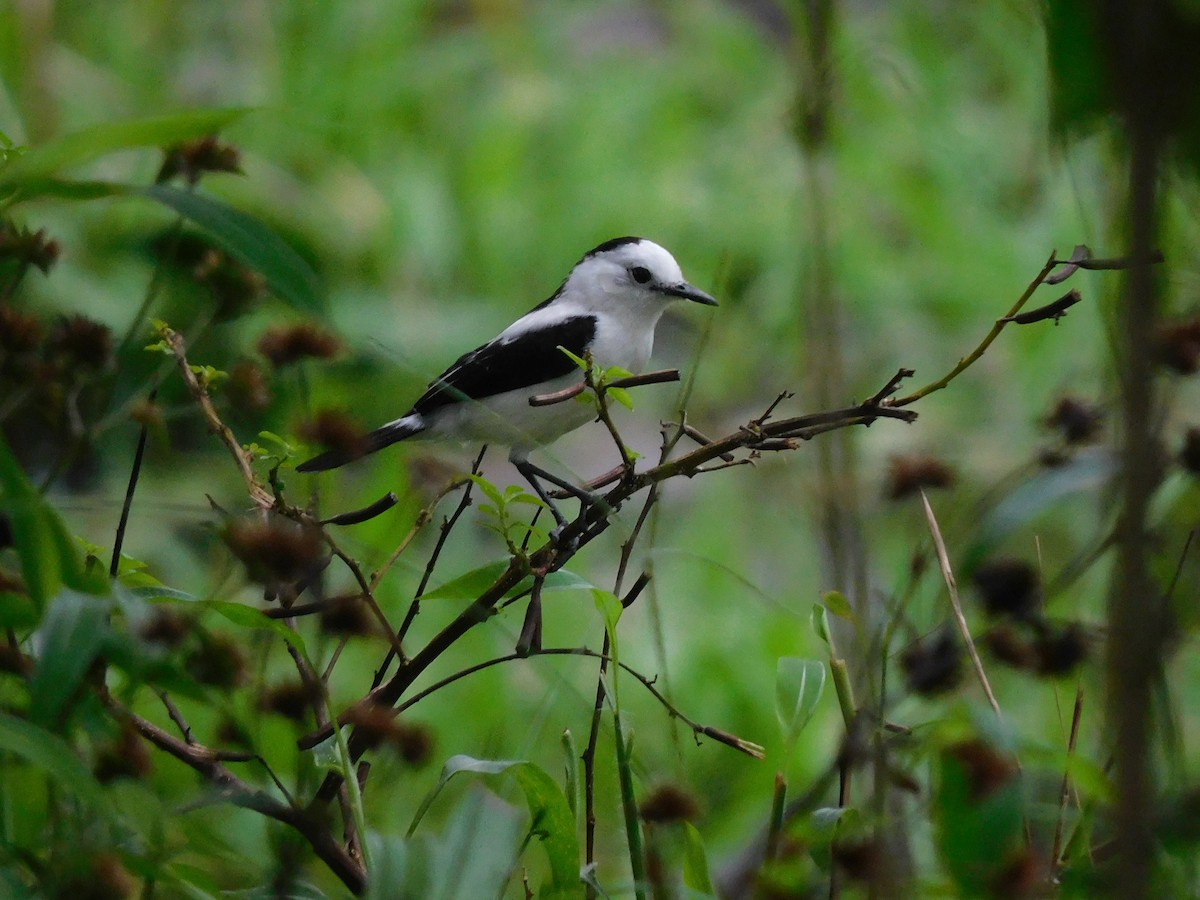 Pied Water-Tyrant - ML455172341