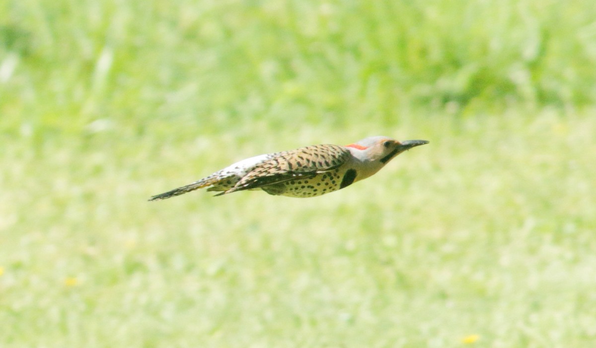 Northern Flicker - ML455172921