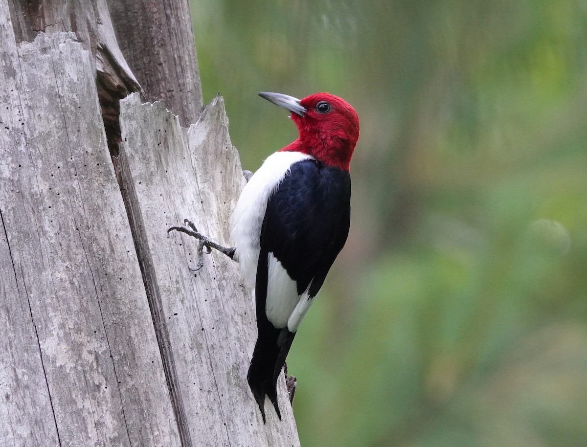 Red-headed Woodpecker - ML455174131