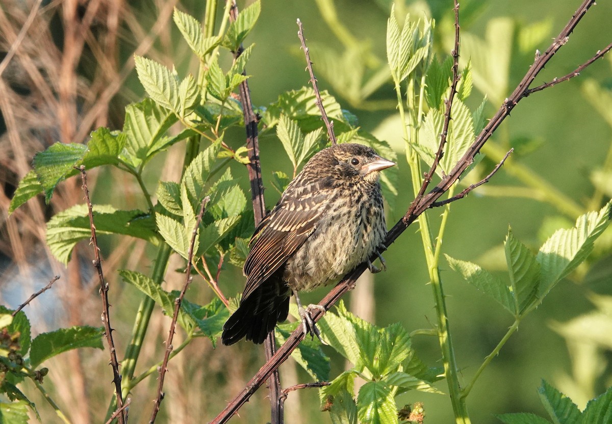 Red-winged Blackbird - ML455174301