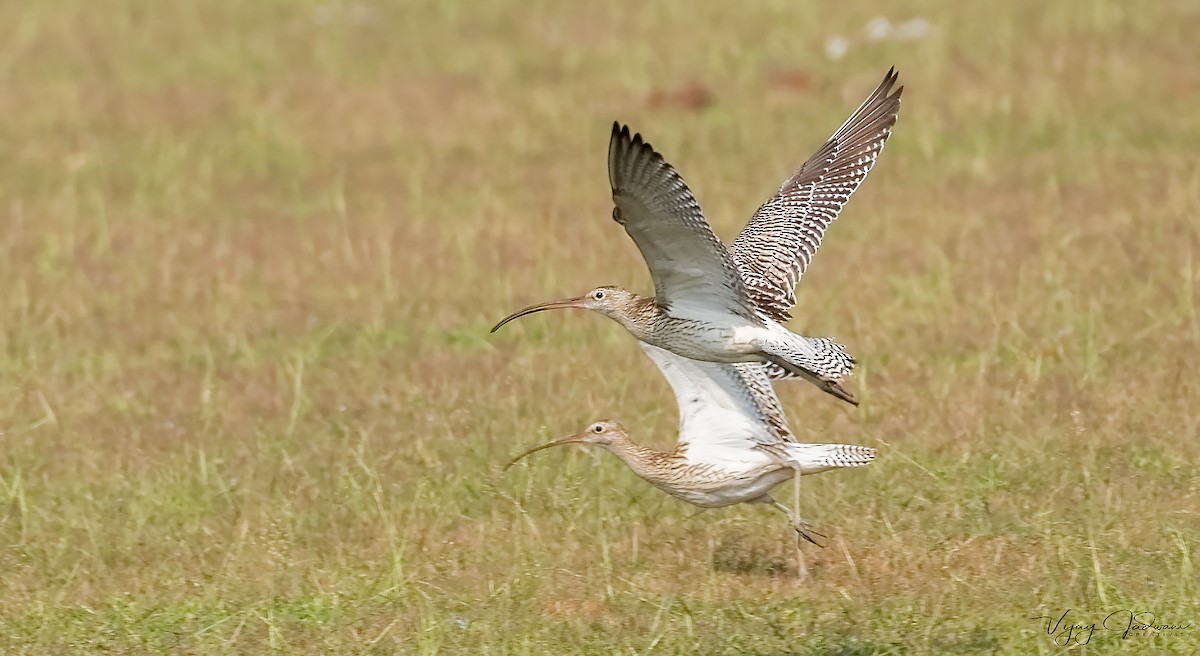 Eurasian Curlew - ML455174531