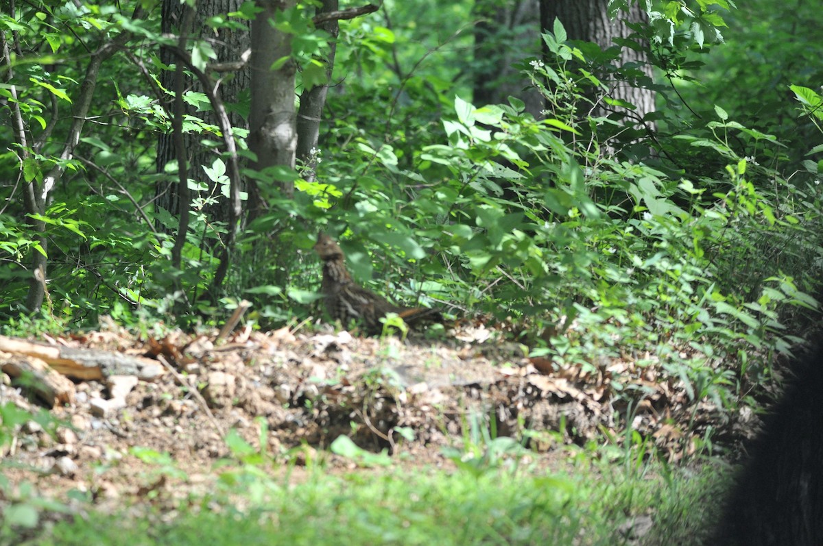 Ruffed Grouse - ML455174711