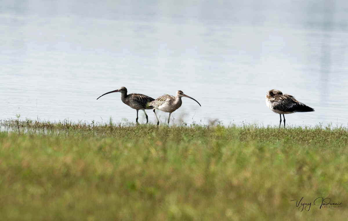 Eurasian Curlew - ML455174811