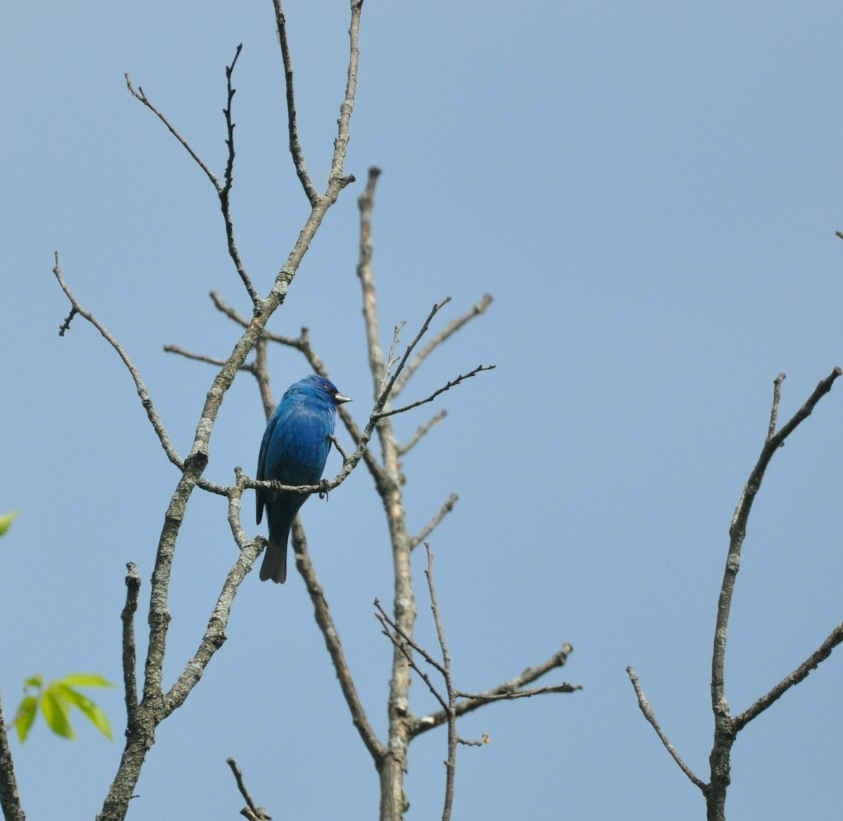 Indigo Bunting - ML455174821