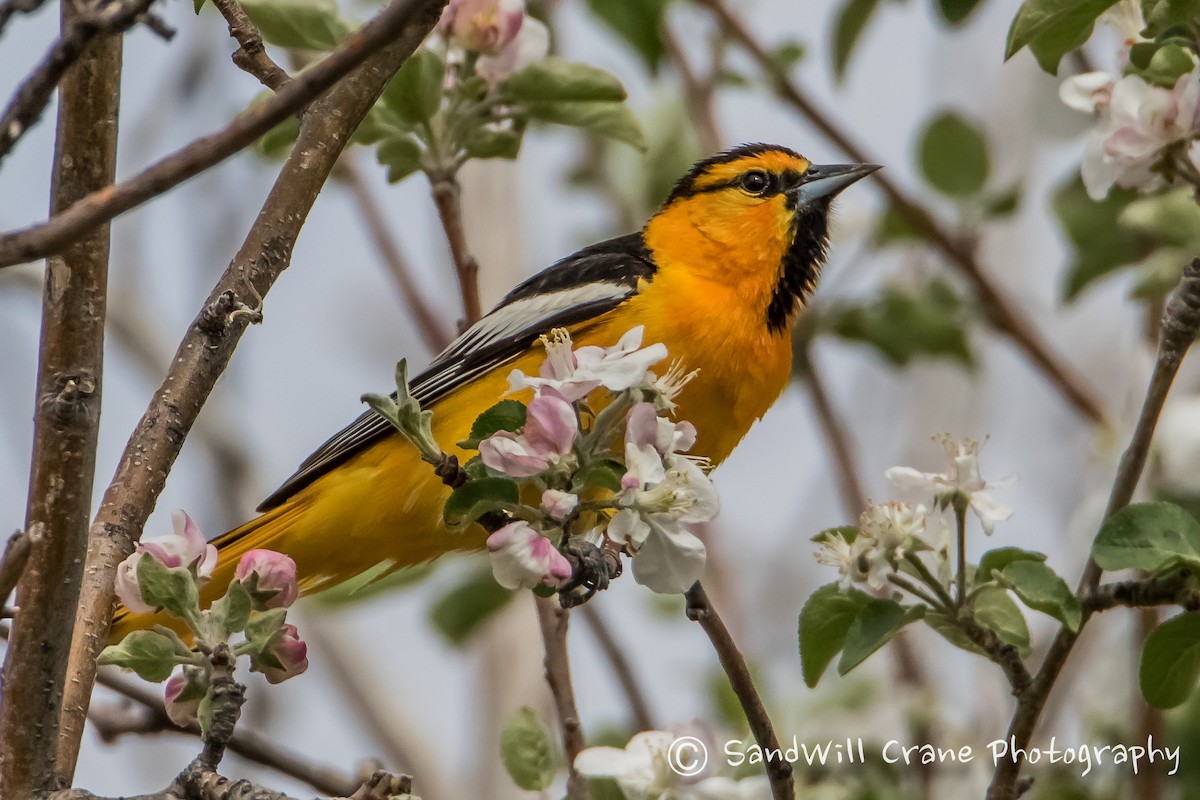 Bullock's Oriole - Will Sebern