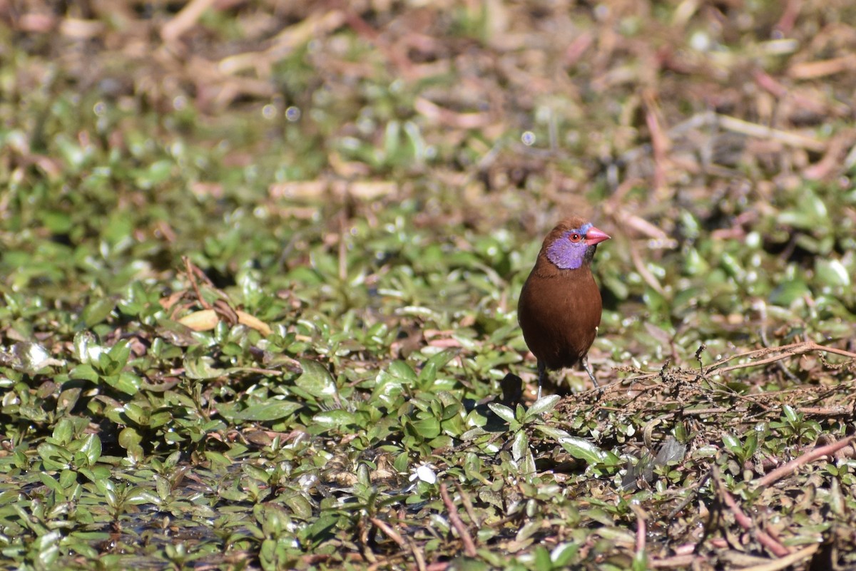 Violet-eared Waxbill - ML455175511