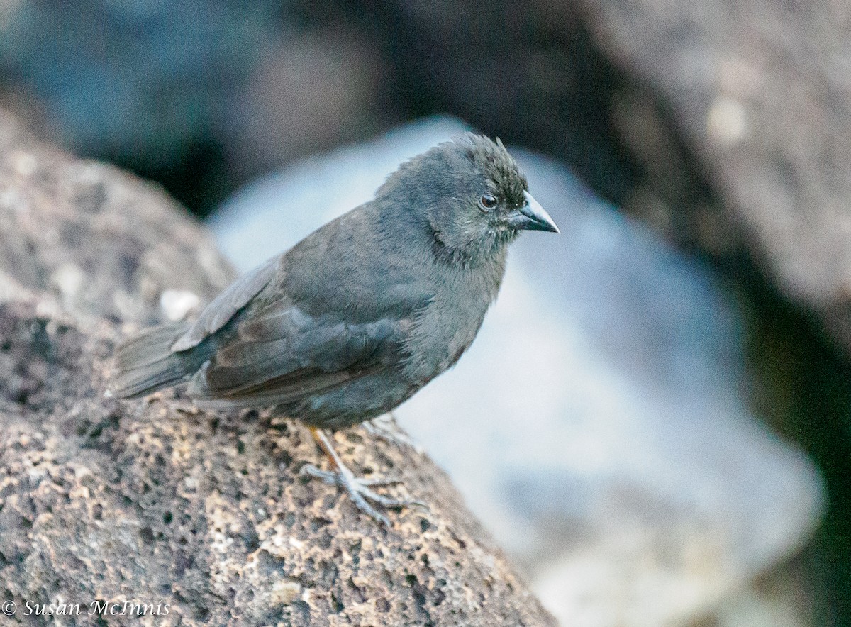 Small Ground-Finch - ML455175951