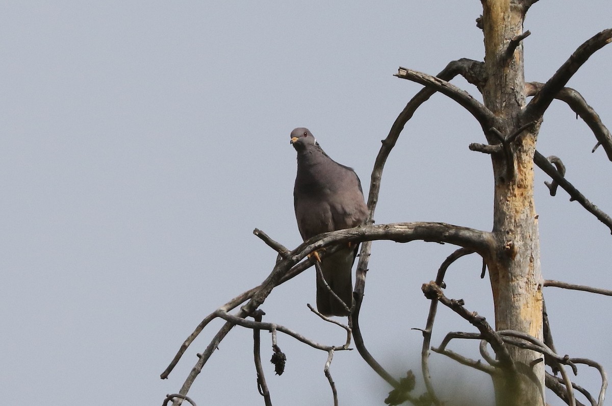 Band-tailed Pigeon - ML455175991