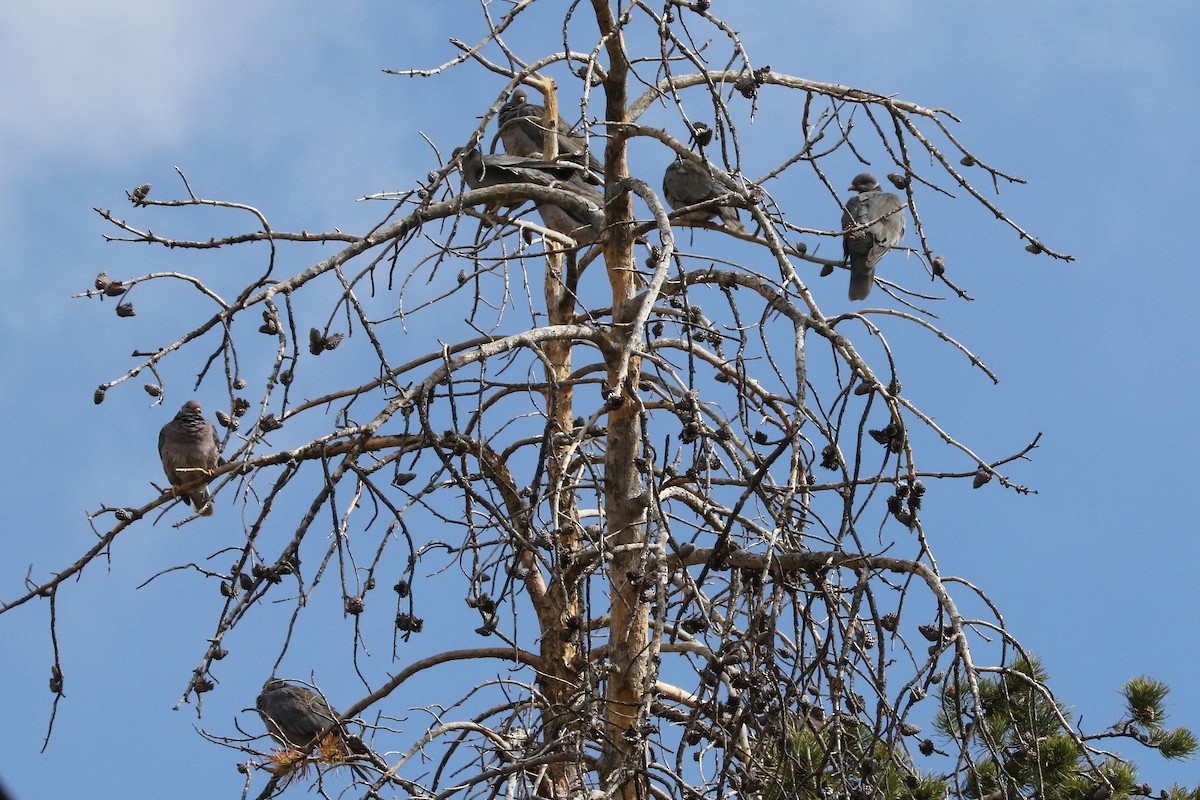 Band-tailed Pigeon - ML455176111