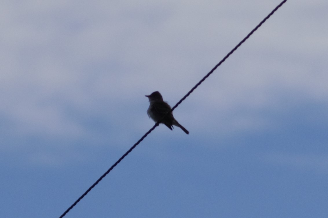 Willow Flycatcher - ML455177061