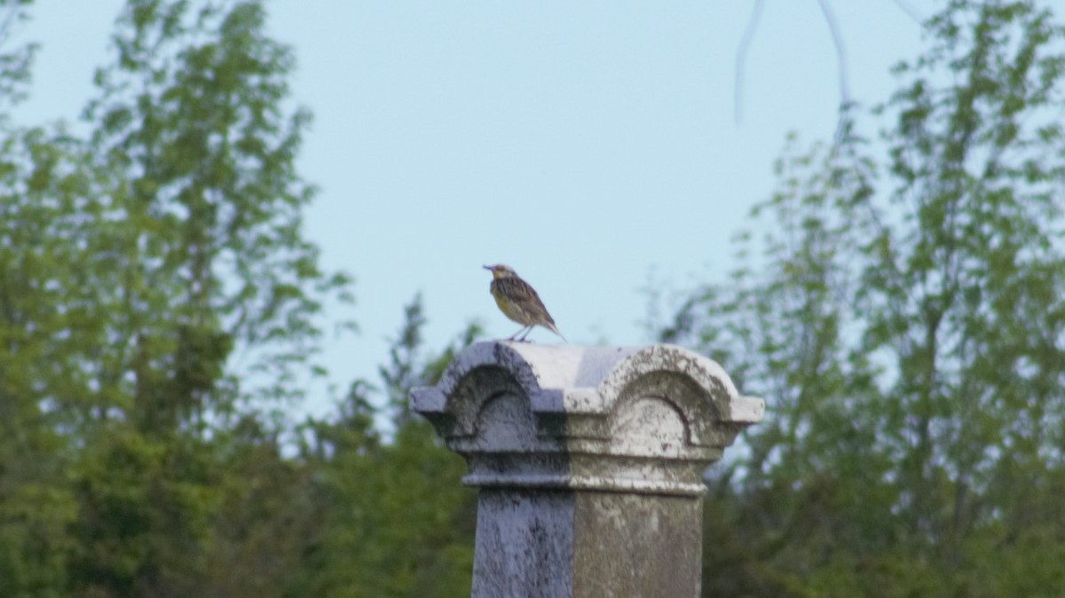 Eastern Meadowlark - ML455177221