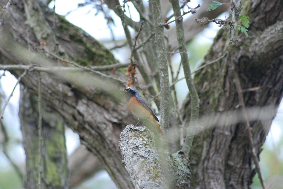 Common Redstart - ML455178201