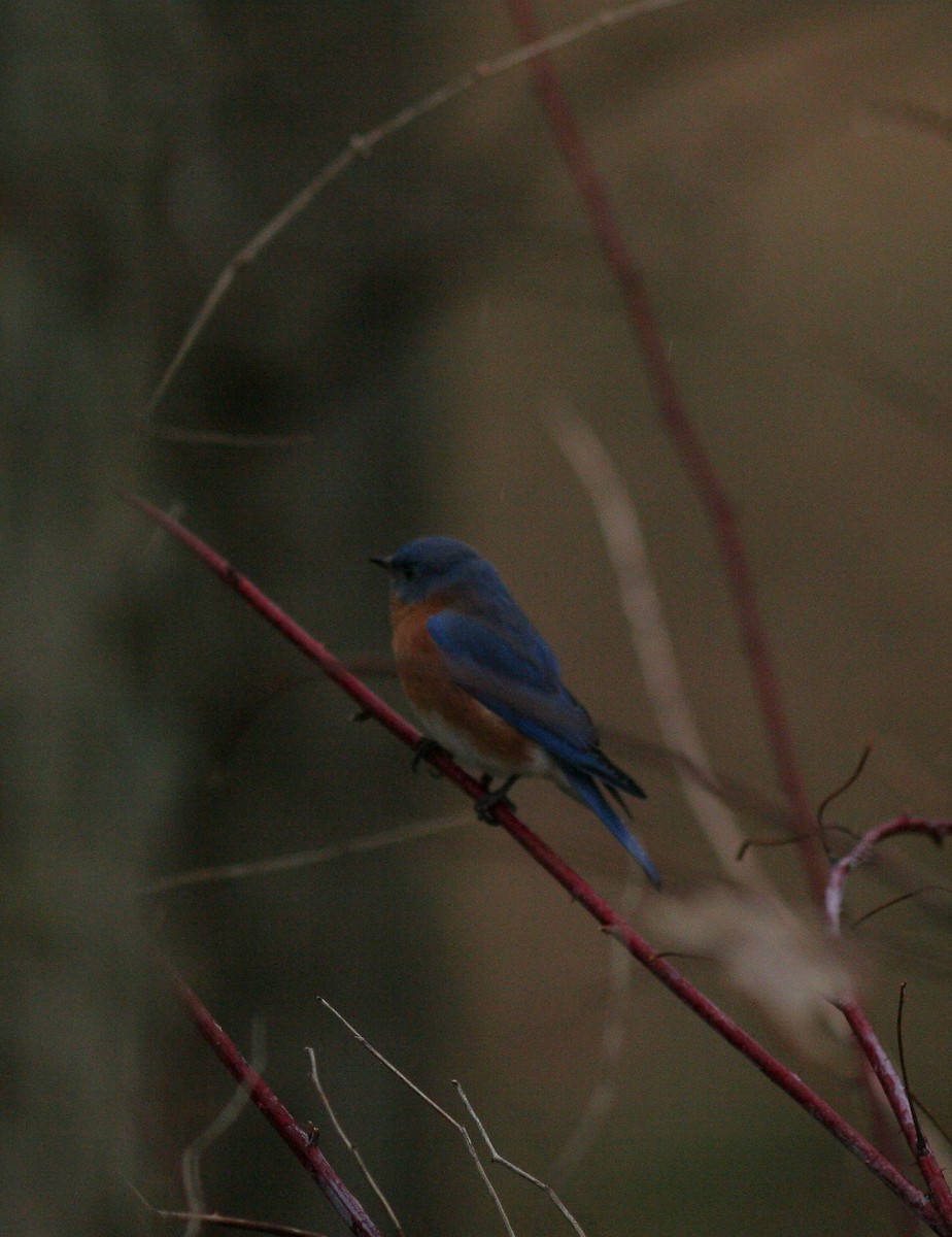 Eastern Bluebird - ML45517821