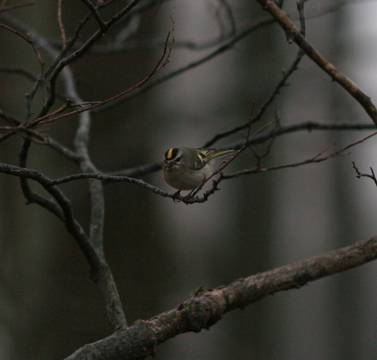 Golden-crowned Kinglet - Matthew Bowman