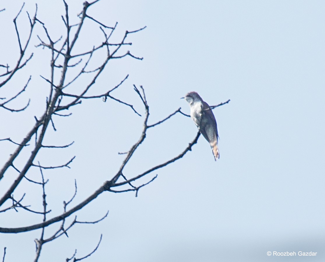 Banded Bay Cuckoo - ML455179431