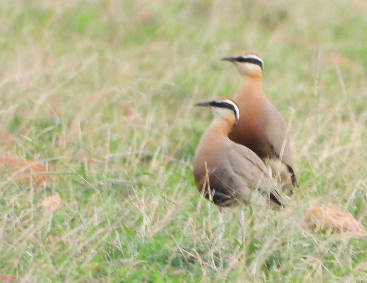 Indian Courser - ML455179891