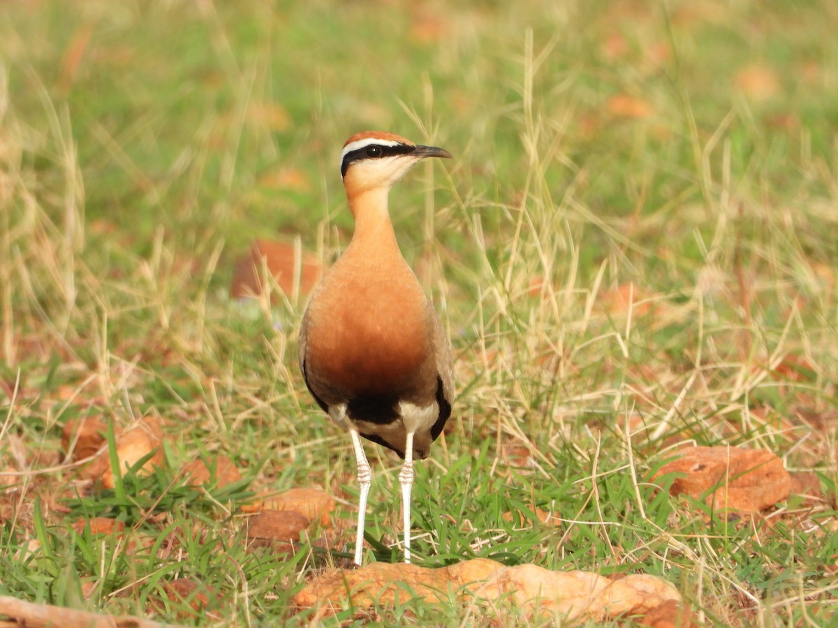 Indian Courser - ML455179921