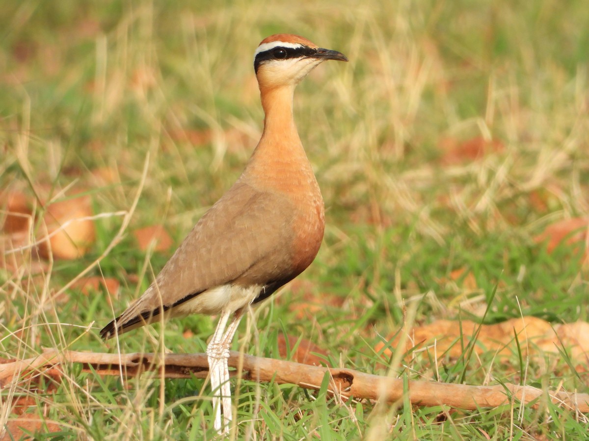 Indian Courser - ML455179951