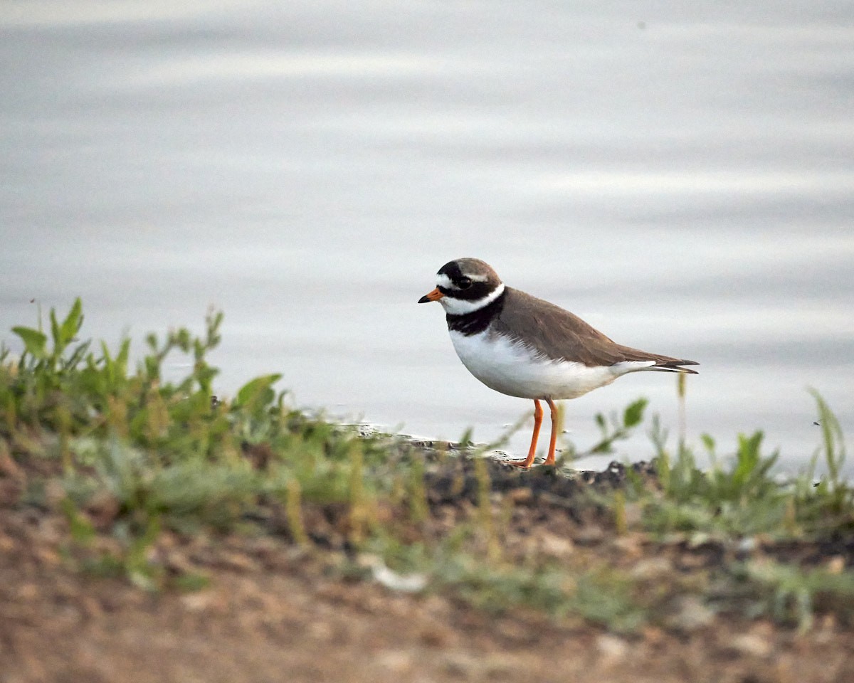 Common Ringed Plover - ML455181741