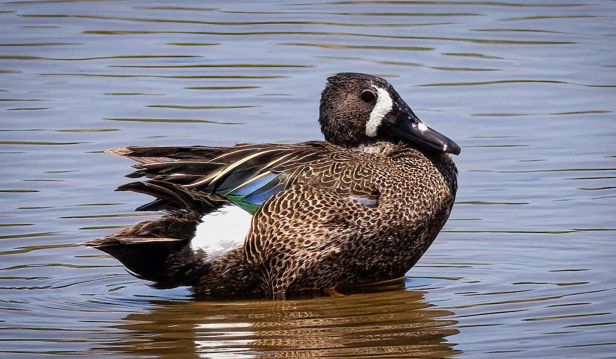 Blue-winged Teal - ML455182951