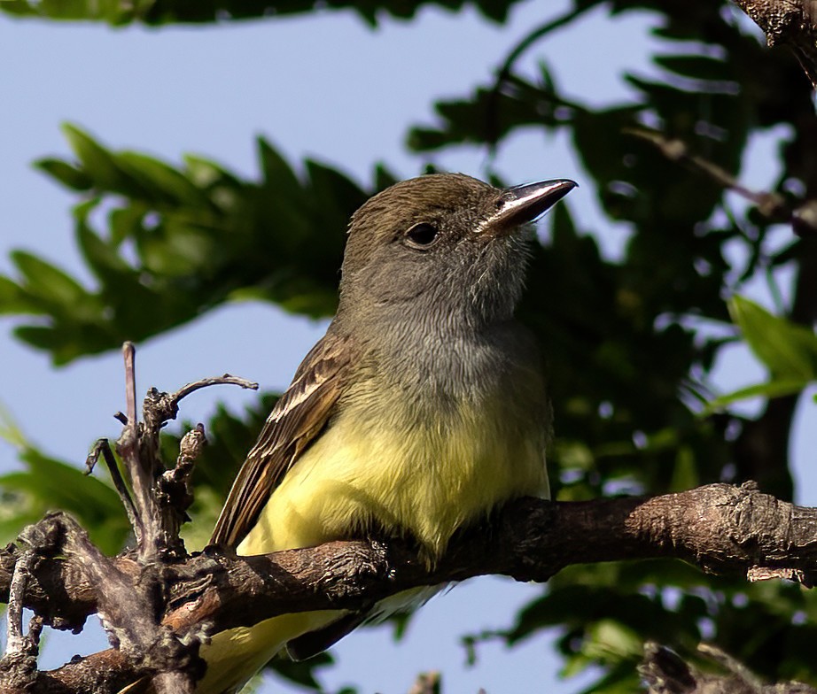 Great Crested Flycatcher - ML455183081