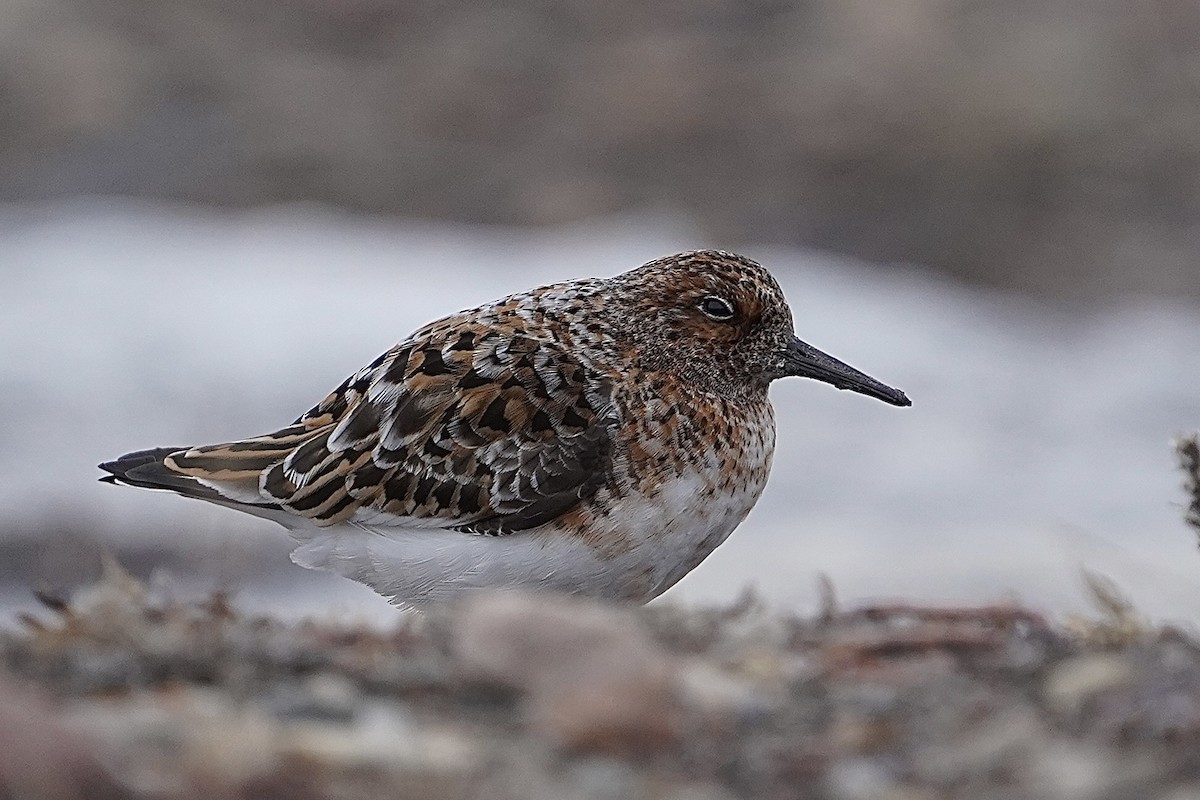 Sanderling - Ken Wright