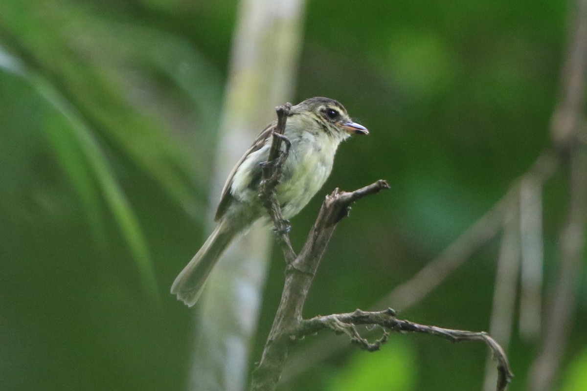 Large-headed Flatbill - Ian Thompson