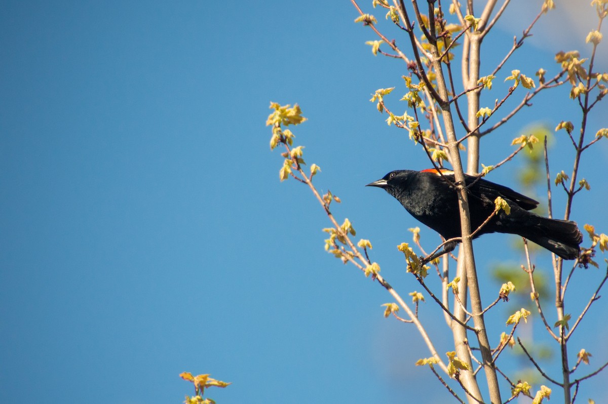 Red-winged Blackbird - ML455184821