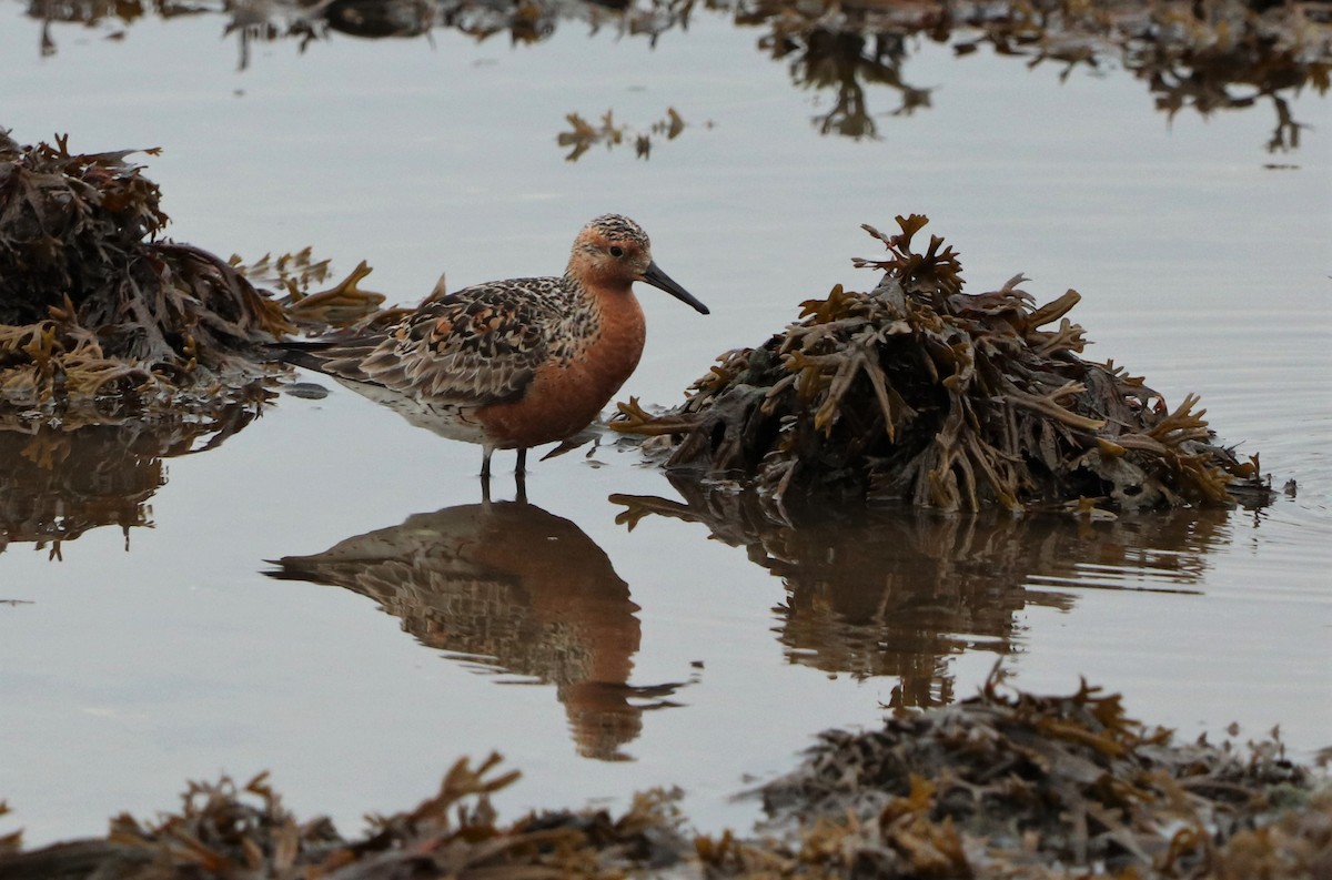 Red Knot - David Santamaría Urbano