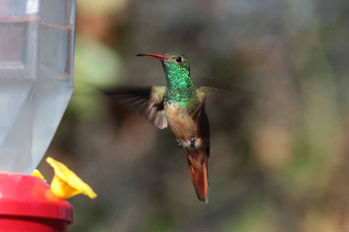 Buff-bellied Hummingbird - ML455185391