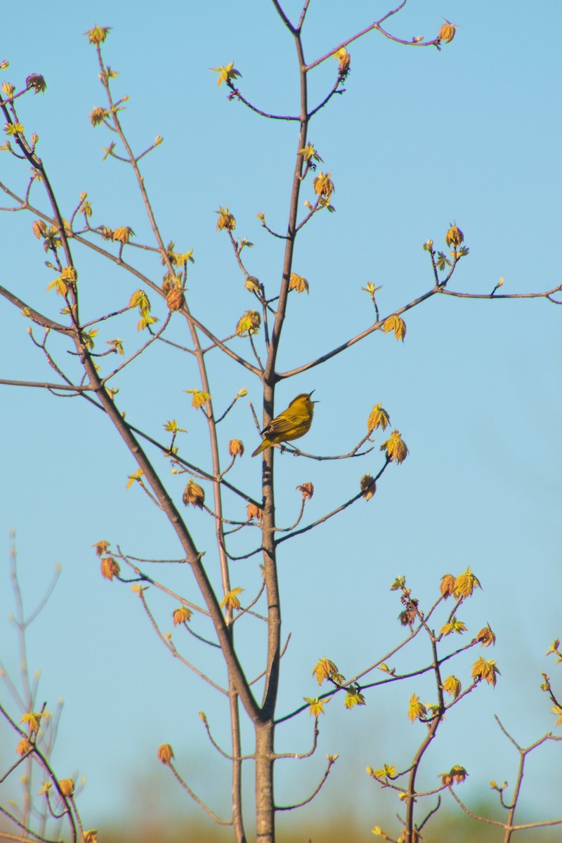 Yellow Warbler (Northern) - ML455185631