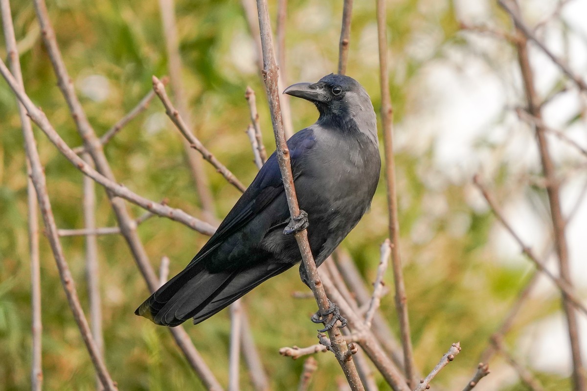 House Crow - ML455186321