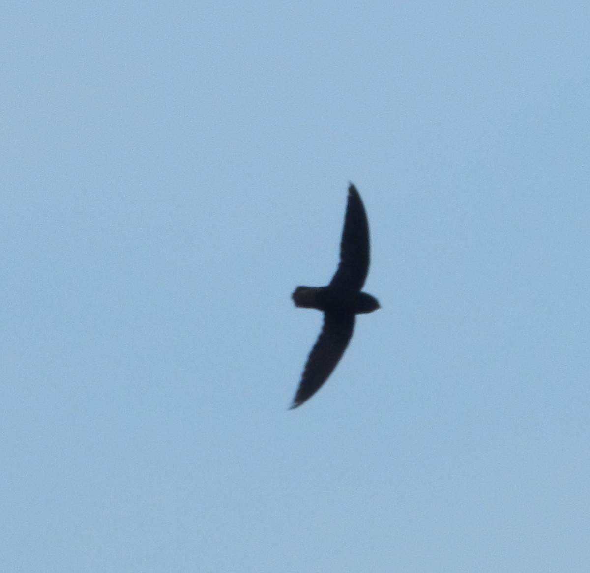 Short-tailed Swift - ML455186451