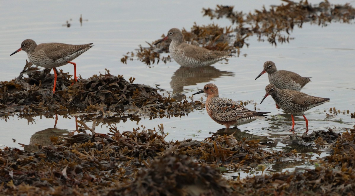 Red Knot - David Santamaría Urbano