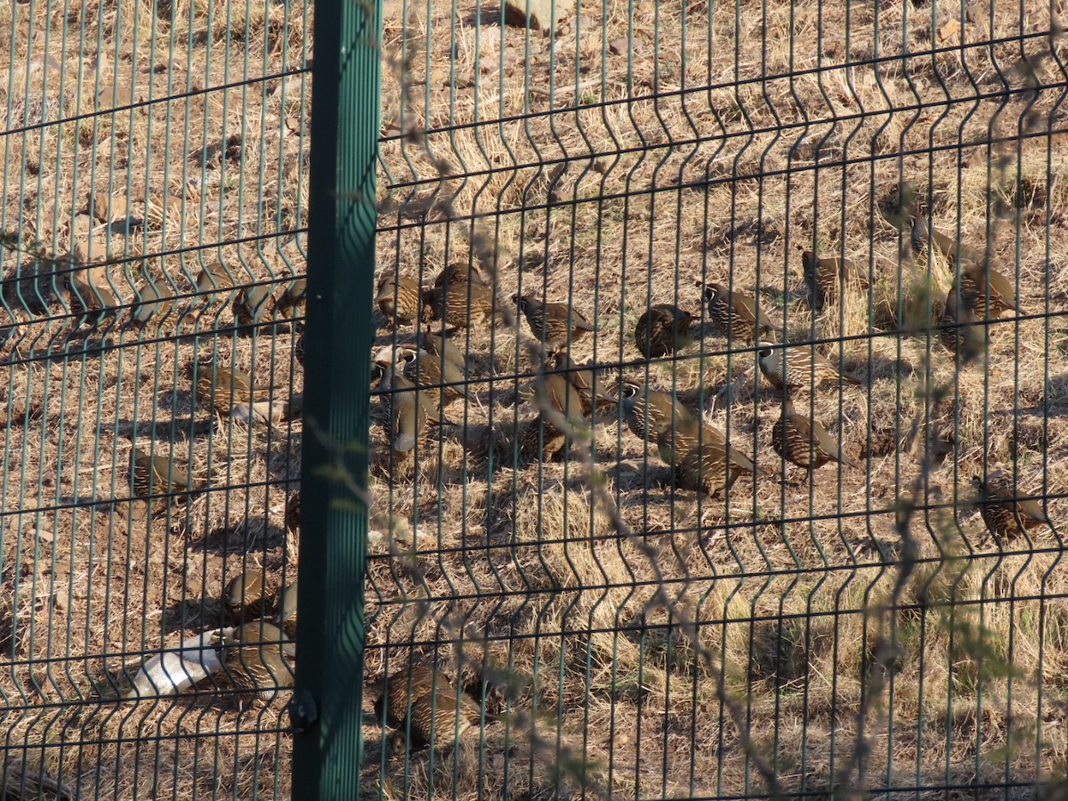 California Quail - ML455187051