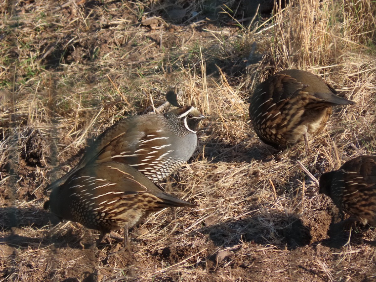 Калифорнийский перепел - ML455187071