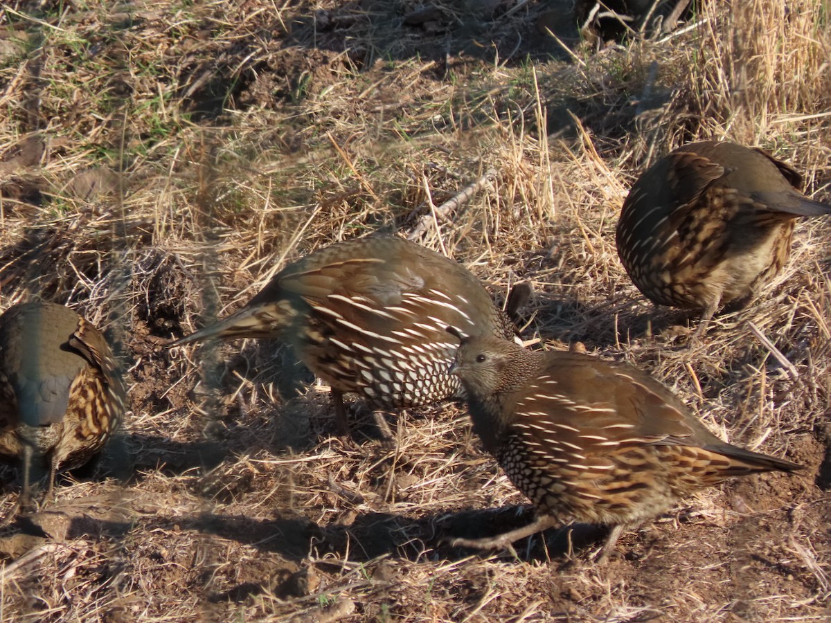 California Quail - ML455187111